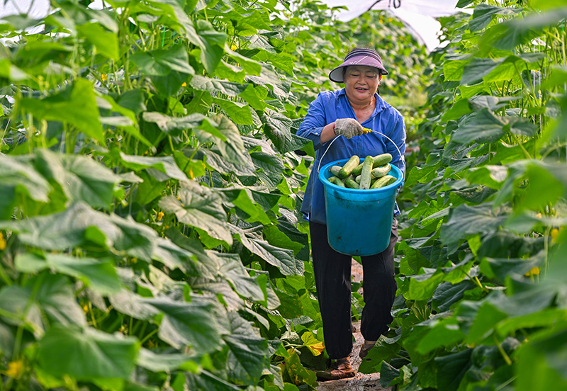 眉山仁寿：蔬菜丰收 助农增收_fororder_2025年10月10日，在四川省眉山市仁寿县谢安镇三顾村的蔬菜种植基地里，村民正在采收新鲜蔬菜。-(4)