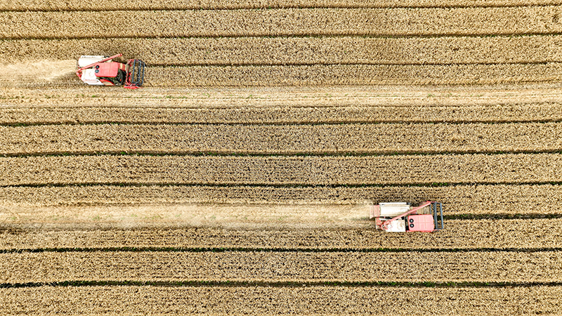眉山仁寿：“麦客”入川助丰收_fororder_2025年5月18日，在四川省眉山市仁寿县珠嘉镇棚村村，来自江苏的农机手正驾驶收割机收获小麦。图5