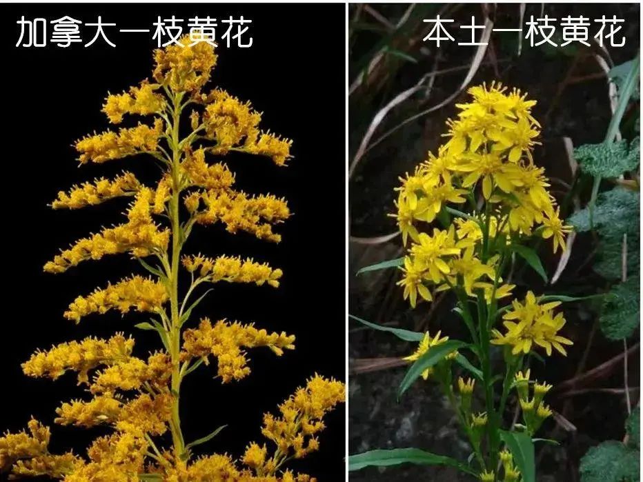 如何识别、防治“加拿大一枝黄花”？普通市民可以这样做