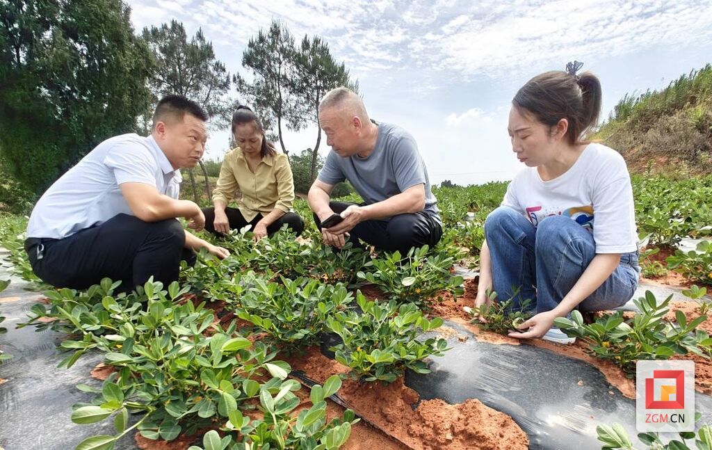 自贡贡井区五宝镇:"一粒花生"串起一条金色产业链