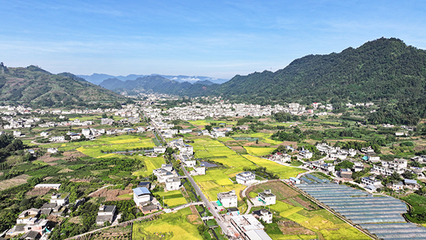 宜宾高县蕉村镇：稻浪翻滚绘“丰”景 抢抓农时收割忙_fororder_高县蕉村镇康兴村再生稻示范片-供图-高县融媒体中心