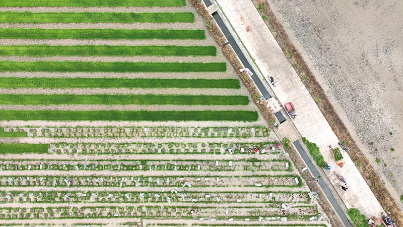 眉山丹棱：机械人工齐上阵 农田“披绿装”_fororder_整齐有序的秧苗