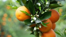 内江资中血橙品牌价值突破47亿元 香飘全球​