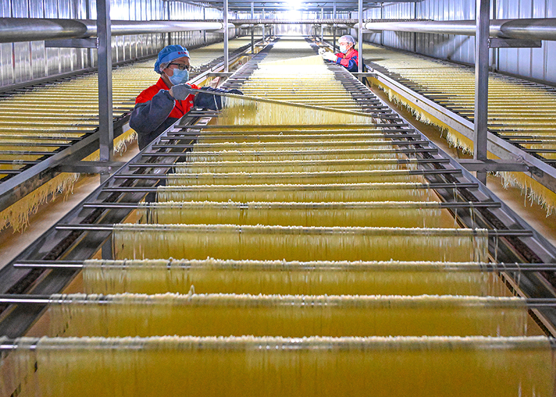 眉山仁寿：粉条加工助农增收_fororder_2025年4月2日，在位于四川省眉山市仁寿县文宫镇的蜀仁食品有限公司粉条生产车间，工人们正在粉条生产线上忙绿。图3