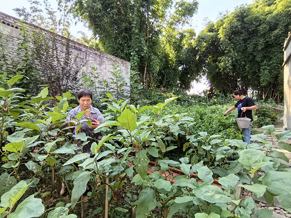 内江资中：农村面貌改善 村民幸福感增强_fororder_高楼镇张家大院“微菜园”-供图-资中县委宣传部