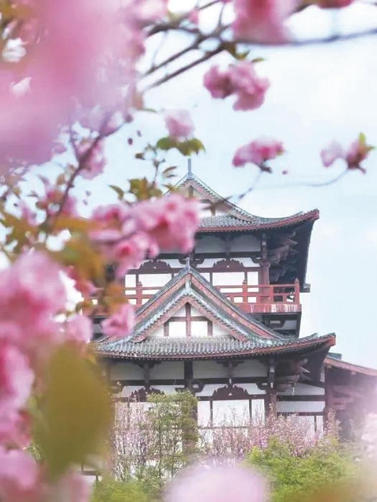 （转载）2025年成都·青白江樱花赏花季将于3月15日开启