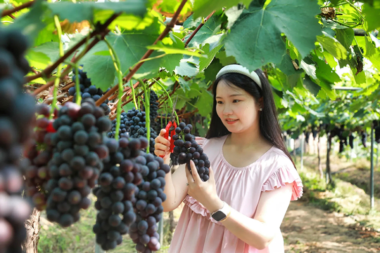 泸州合江：葡萄甜蜜上市 夏日果盘添新_fororder_游客采摘葡萄（摄影-黄建伟）