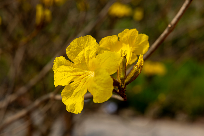 眉山东坡：黄花风铃绽放春意浓_fororder_黄花风铃绽放-摄影-徐静