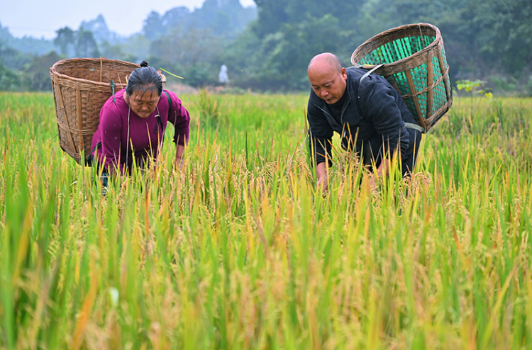 眉山仁寿：再生稻 迎丰收_fororder_2025年10月26日，在眉山市仁寿县慈航镇观音社区，村民在收获再生稻。02