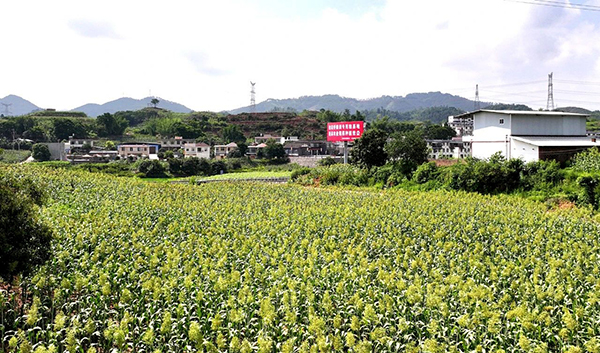 宜宾高县来复镇：两千亩高粱丰收在望_fororder_来复镇百花村的高粱地-供图-高县融媒体中心