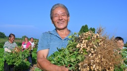 眉山仁寿：花生喜丰收