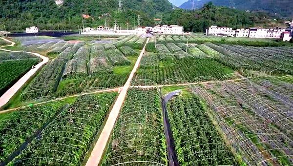 “蔬”写乡村振兴新图景 筠连县力争建设宜宾市最大的大棚蔬菜基地_fororder_黄金村蔬菜基地-供图-筠连县融媒体中心