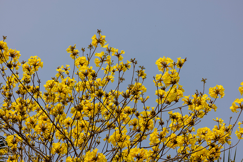 眉山东坡：黄花风铃绽放春意浓_fororder_黄花风铃-摄影侯建明