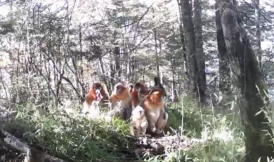 Amazing Sichuan｜The daily life of Sichuan golden snub-nosed monkeys_fororder_微信截图_20250515161915
