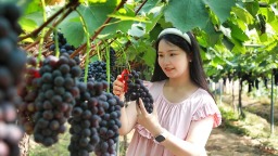 泸州合江：葡萄甜蜜上市 夏日果盘添新