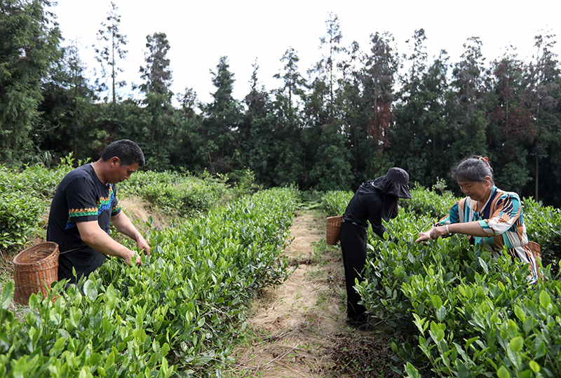 四川马边：“茶旅融合”共绘民族团结新画卷_fororder_0611_4