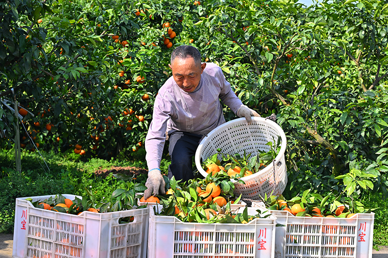 眉山仁寿：晚熟柑橘 助农增收_fororder_2025年4月8日，在四川省眉山市仁寿县普宁街道镇山社区，果农们正在搬运柑橘。4-(2)
