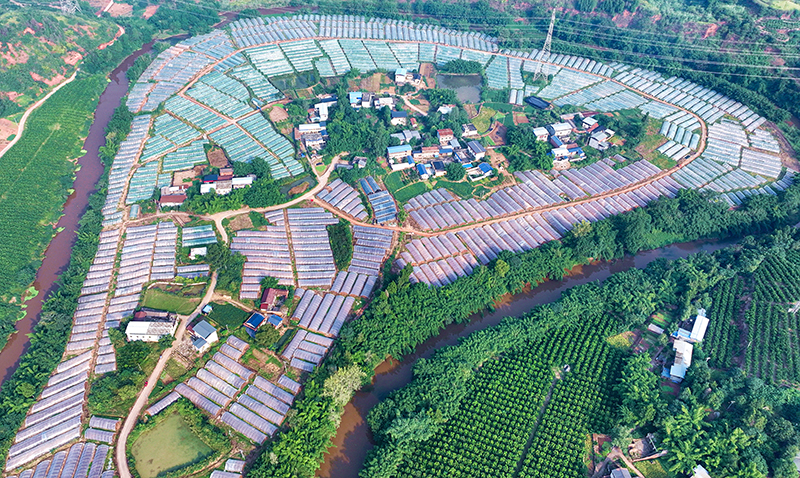 眉山仁寿：蔬菜丰收 助农增收_fororder_2025年10月10日，航拍四川省眉山市仁寿县谢安镇三顾村蔬菜种植基地。