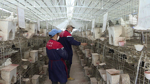 宜宾筠连县：苗乡唱响幸福“鸽”_fororder_饲养员查看查看乳鸽成长情况-供图-筠连县融媒体中心