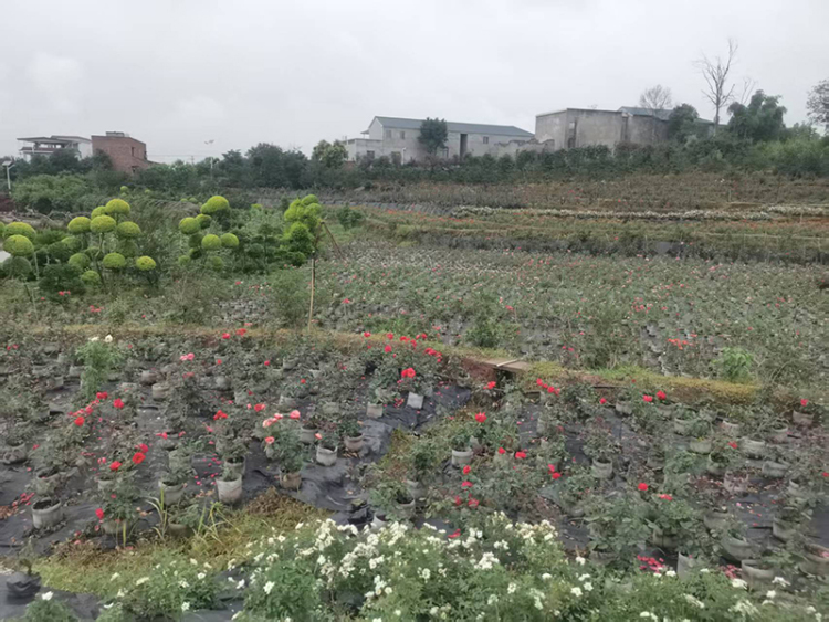 时代光影 百部川扬丨农民企业家数十年坚守与创新 走出农文旅融合乡村振兴路_fororder_罗家花园-摄影-冯巧凤-(2)