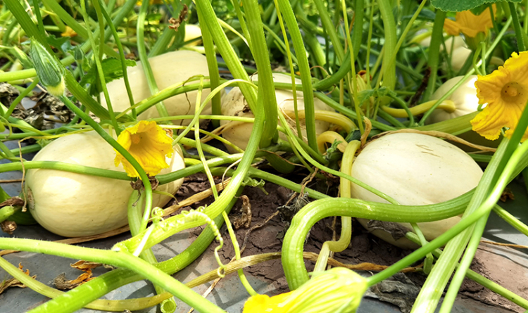 探索“农耕+”劳动教育新模式 宜职校把课堂搬到田间地头_fororder_黄金笋瓜-摄影-高学兵