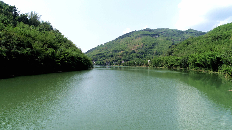 宜宾高县:一竿竹撑起绿色产业 竹林深处奏响富民乐章