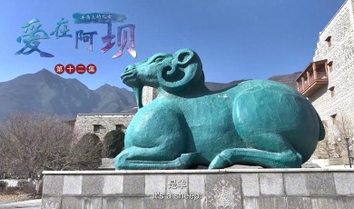 【爱在阿坝】第12集 羊角上的儿女_fororder_12