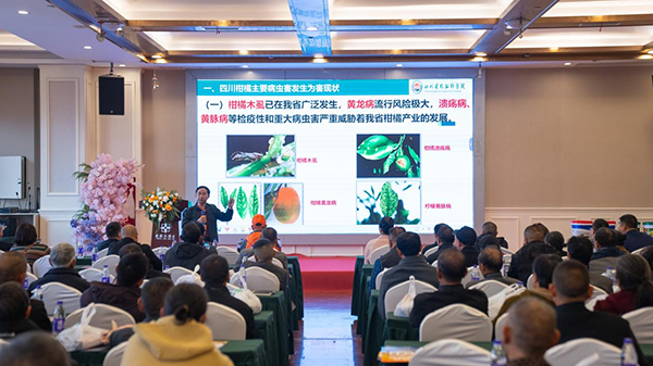 眉山彭山：冬季柑橘防冻培训“及时雨” 守护果农“钱袋子”_fororder_图片-1