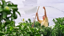 眉山仁寿：柑橘穿“防晒衣”提质增效