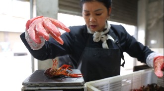 宜宾市翠屏区：春虾上市 绘就乡村振兴新图景