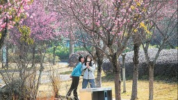 小年迎暖阳 蓉城年味浓