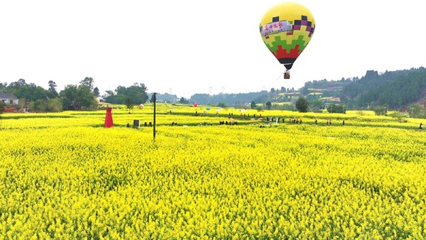 四川仁寿：油菜花开春意浓