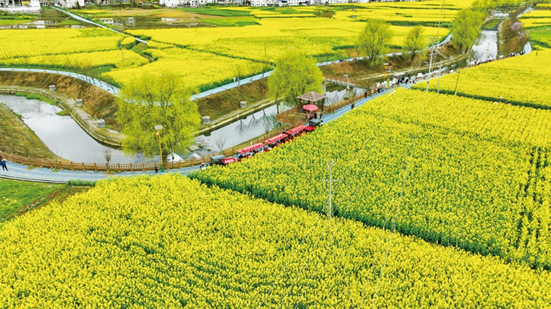 图片默认标题_fororder_俯瞰油菜花海-供图-古蔺县委宣传部