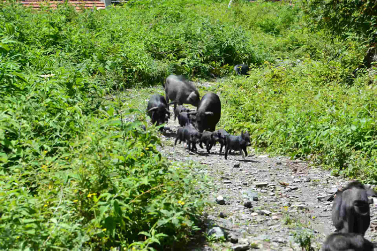 “三品一标”赋能 黑水藏香猪跑出产业发展加速度_fororder_图片-2