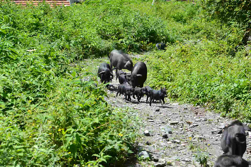 “三品一标”赋能 黑水藏香猪跑出产业发展加速度_fororder_图片-2