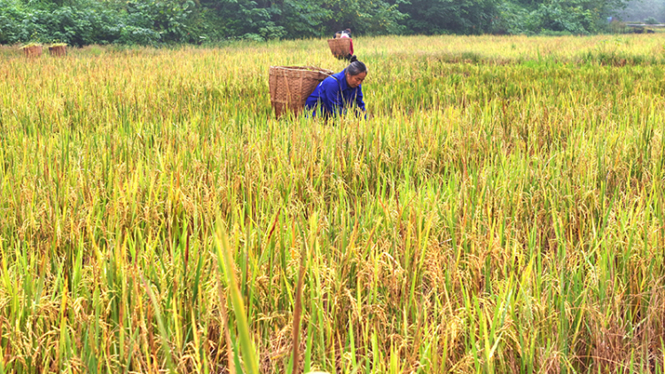 眉山仁寿：再生稻 迎丰收_fororder_2025年10月26日，在四川省眉山市仁寿县慈航镇观音社区，村民在收获再生稻。08