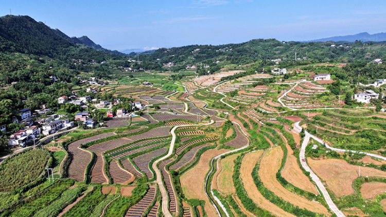 宜宾高县：粮菜轮作耕种忙 “订单农业”绘就增收新图景_fororder_连片高标准农田-供图-高县融媒体中心