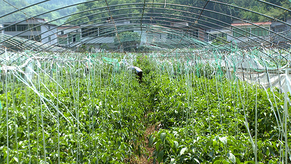 “蔬”写乡村振兴新图景 筠连县力争建设宜宾市最大的大棚蔬菜基地_fororder_村民在蔬菜基地务工-供图-筠连县融媒体中心