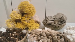 成都金堂：天府菌都交易中心正式启用