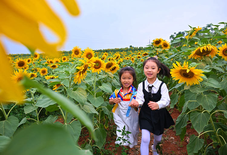 眉山仁寿：葵花朵朵开 美景引客来_fororder_2025年6月7日，在四川省眉山市仁寿县钟祥钟青石社区，小朋友正在向日葵花田玩耍。01