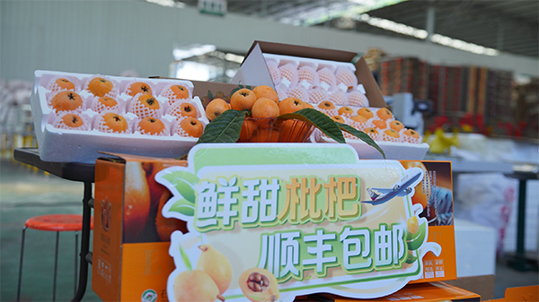 雅安石棉县：一颗枇杷的“新长征”_fororder_图片-3