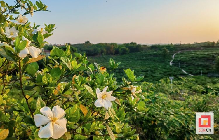 【图赏盐都】栀子花开迎客来