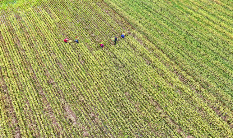 眉山仁寿：再生稻 迎丰收_fororder_2025年10月26日，在眉山市仁寿县慈航镇观音社区，村民在收获再生稻。01