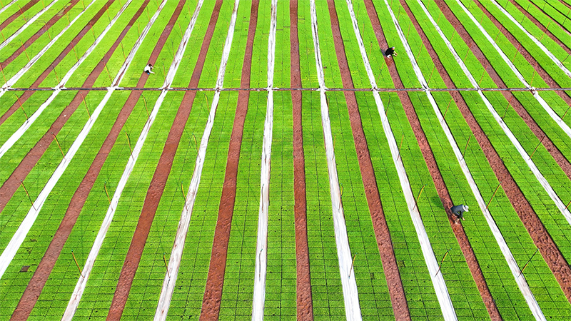 眉山仁寿两个乡镇上榜“2025四川省综合竞争力百强镇”名单_fororder_未标题-2