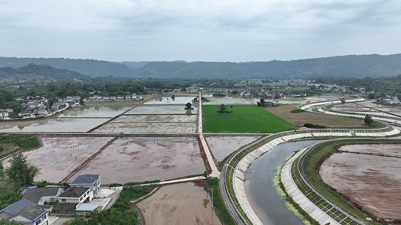 眉山丹棱：机械人工齐上阵 农田“披绿装”_fororder_张场镇文武村高标准农田